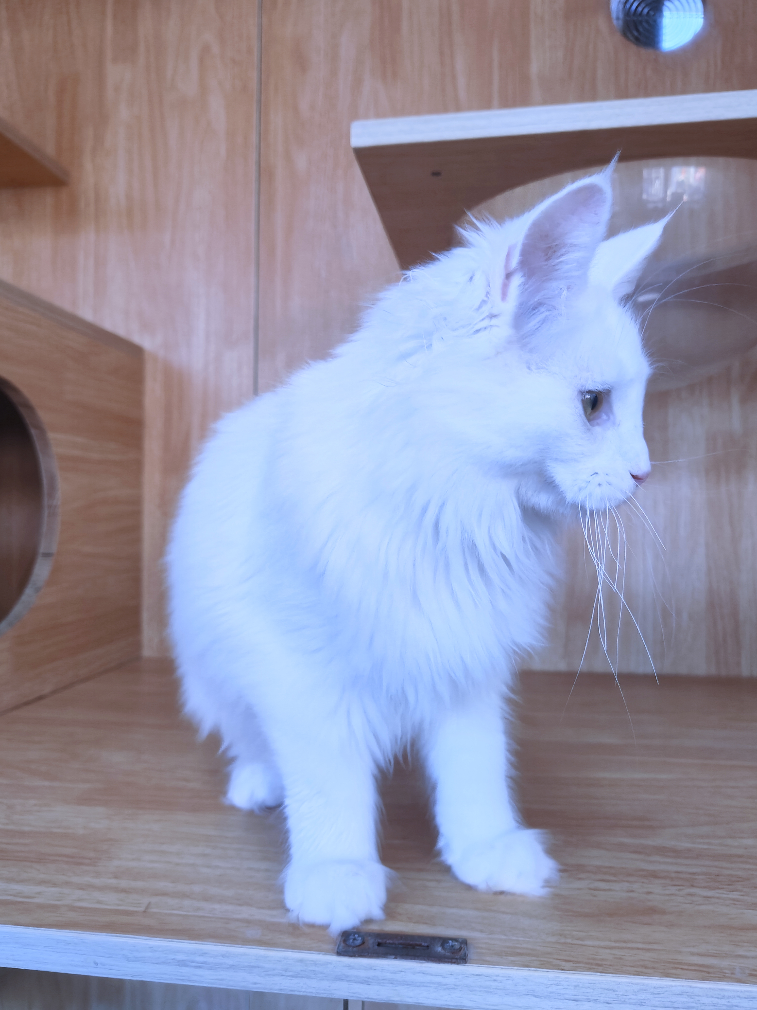 缅因猫纯白缅因猫妹妹大体型无病无藓保健康